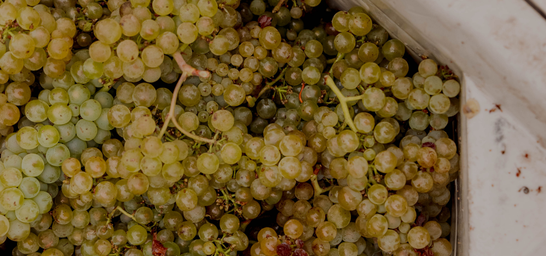 Chamisal winemaking grapes