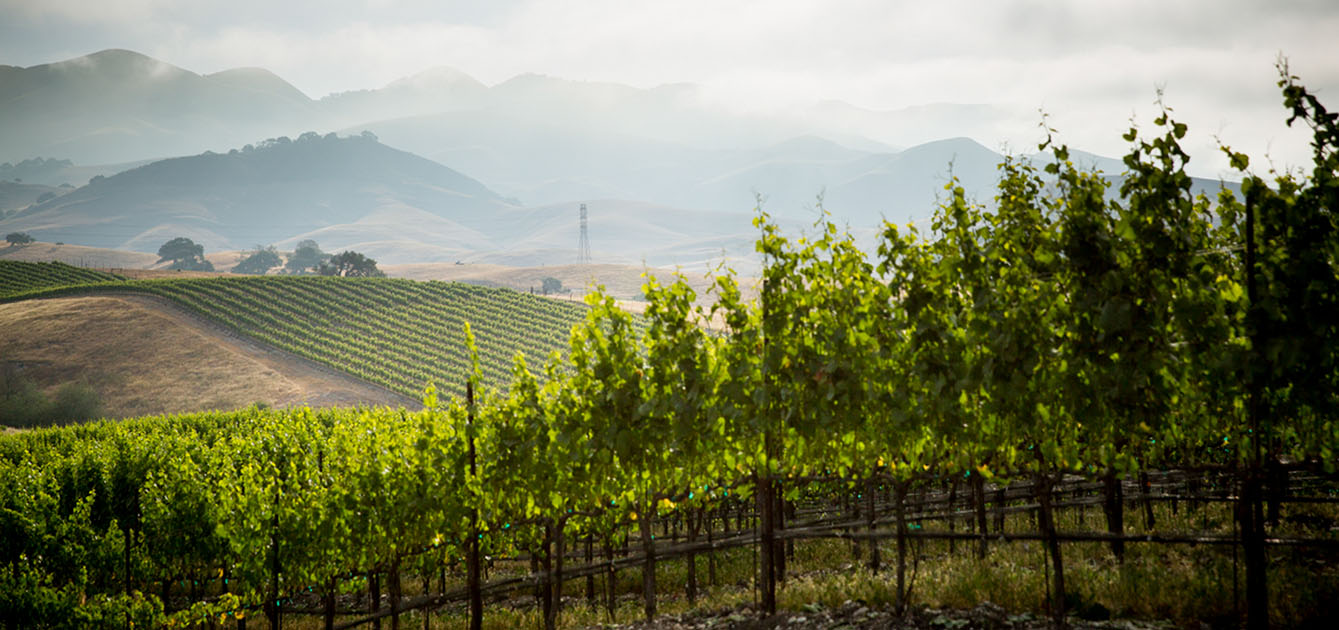 Vineyards Spring Scott Downing 2014-05-23 1500x630WP