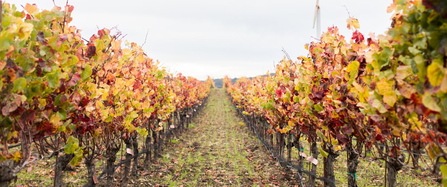 fall harvest at chamisal. The vines are fall colors - orange and red.