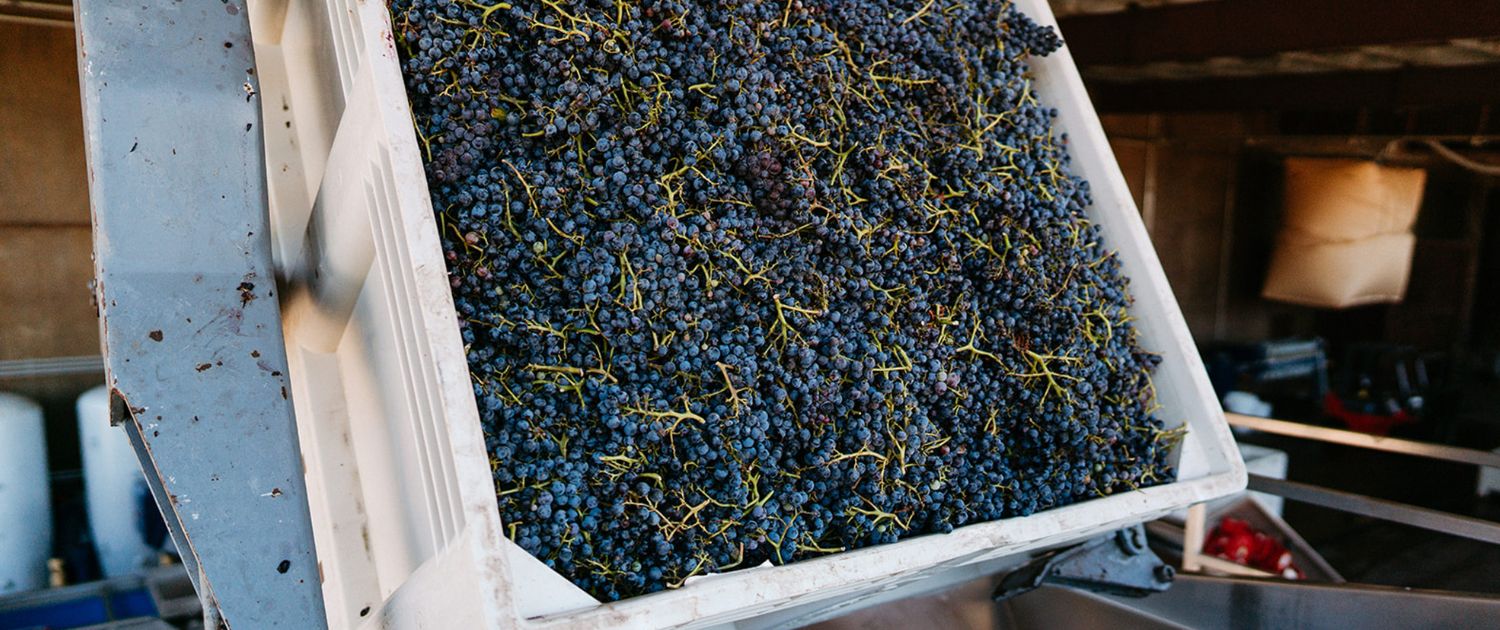A large white container is tilted, pouring freshly harvested clusters of dark purple grapes with green stems into industrial processing equipment—an iconic scene often featured in wine club newsletters from the winery.