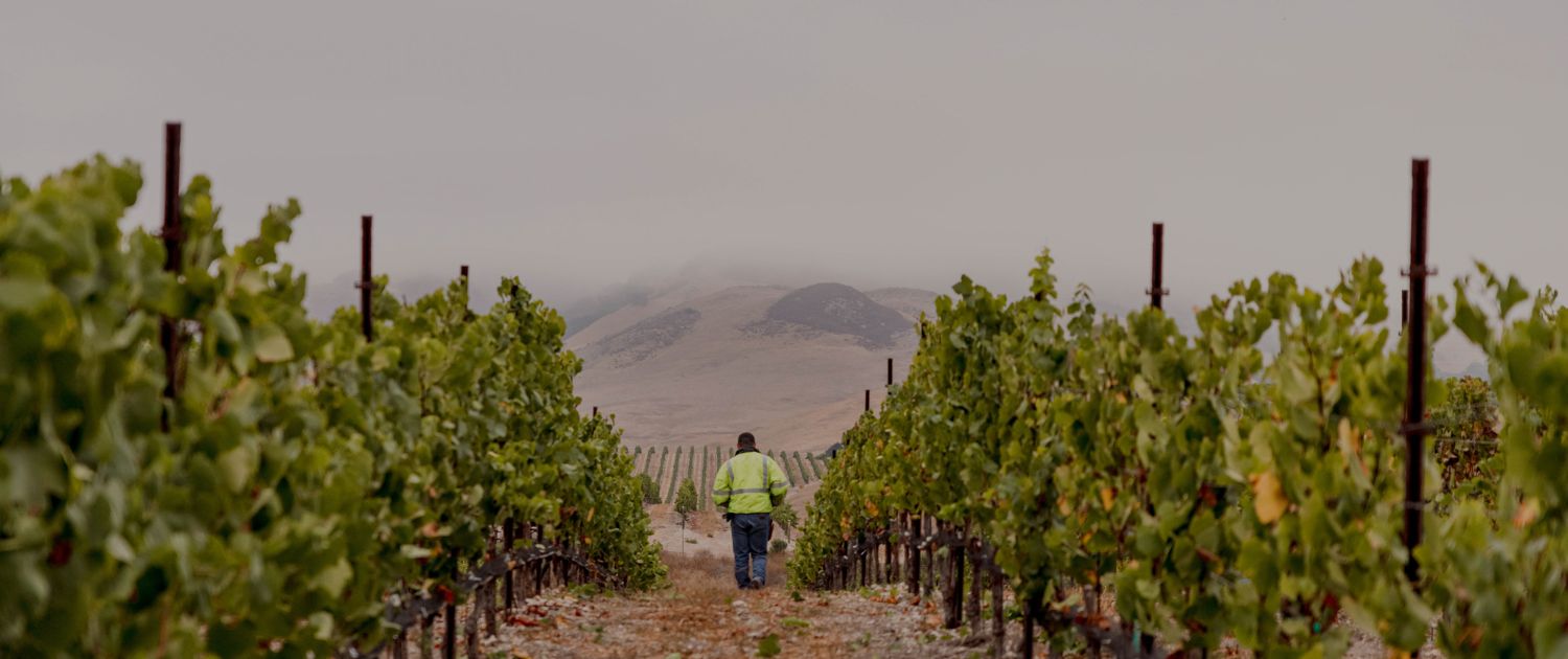 A person in a reflective jacket walks between rows of grapevines in a vineyard, with distant hills and a cloudy sky in the background—perfect inspiration for wine club newsletters.