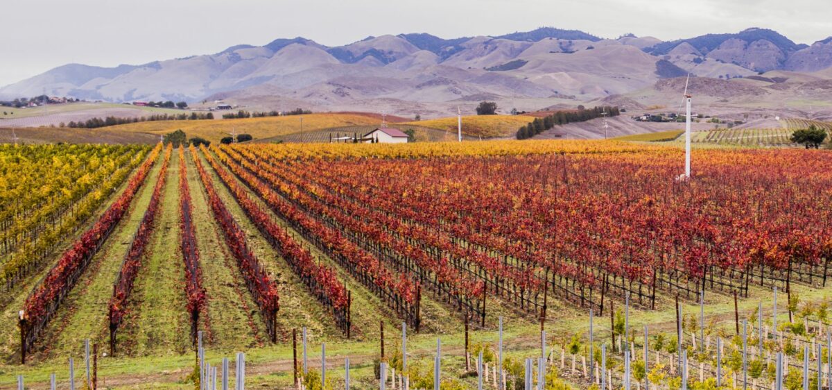 Winter 2025 – Chamisal club newsletter