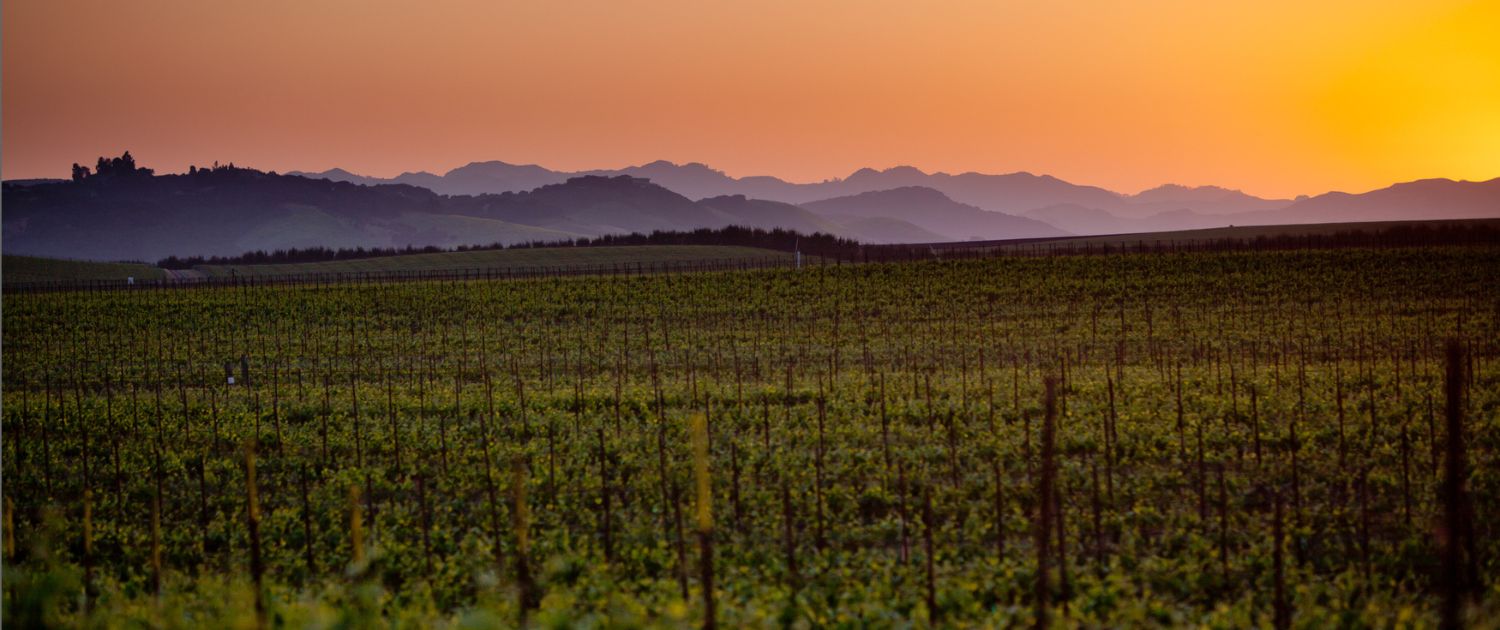 Rows of grapevines stretch across a vineyard at sunset, with rolling hills and distant mountains silhouetted against an orange and yellow sky—perfect scenery for wine club newsletters.