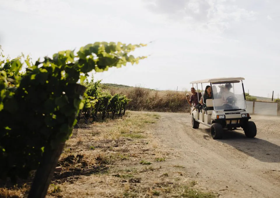 A group of people ride in a golf cart along a dirt path beside rows of green grapevines at a vineyard on a sunny day.