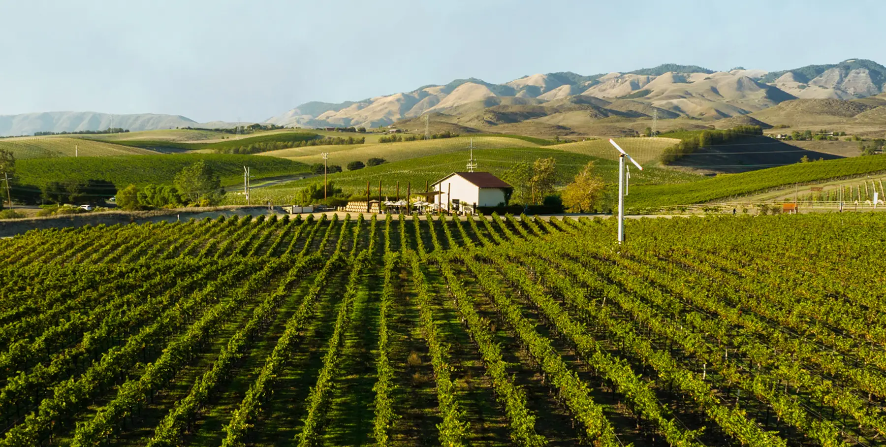 Rows of grapevines stretch across a green vineyard with a small white building and windmill in the center, set against rolling hills and mountains under a clear blue sky.