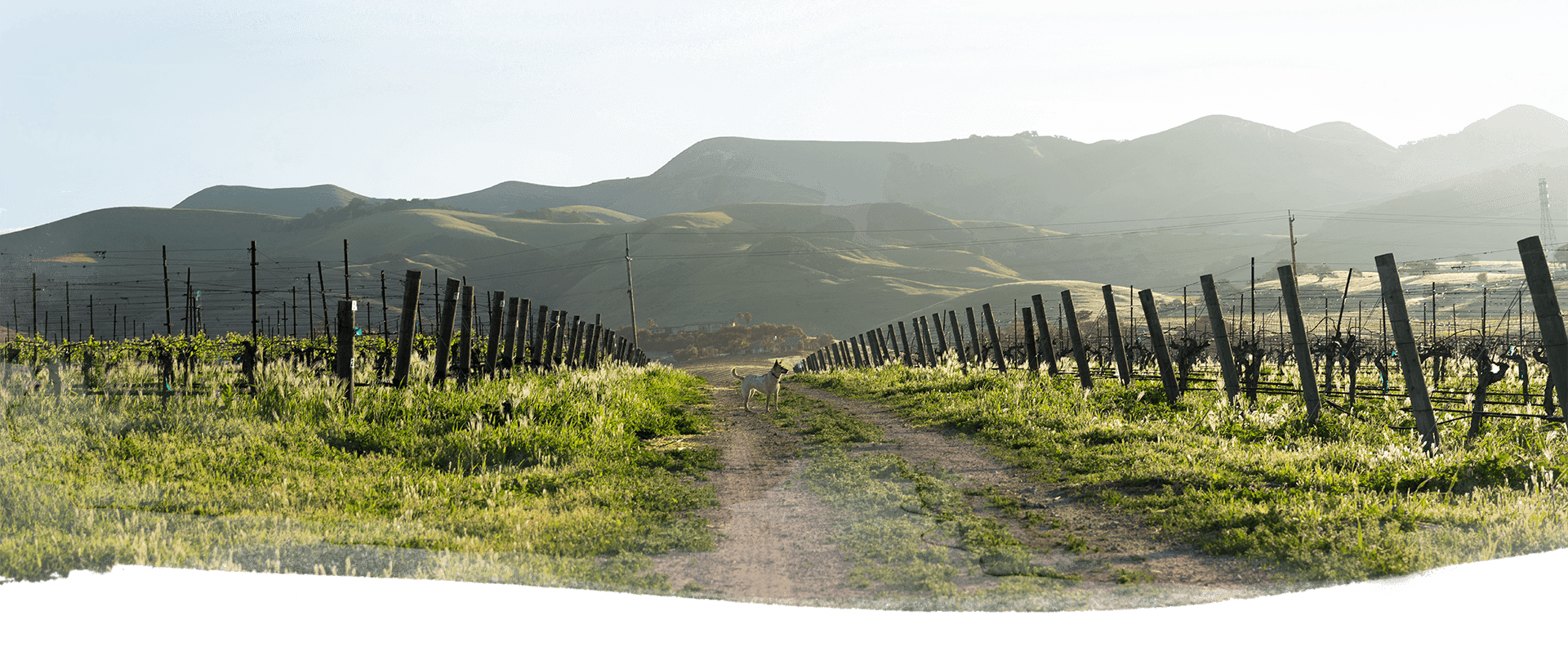 A dirt road winds through a vineyard near San Luis Obispo wine tasting country, flanked by green grass and grapevines, leading towards distant hills beneath a hazy sky. A small animal stands quietly on the path.