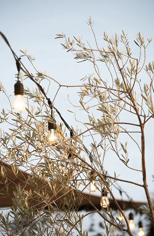 String lights hang above and behind silvery branches of an olive tree against a clear sky, creating a warm and inviting outdoor atmosphere perfect for San Luis Obispo wine tasting.