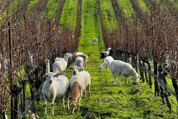 A group of sheep graze on green grass between rows of leafless grapevines in a vineyard, with one sheep further in the distance.