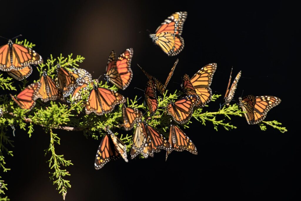 A group of monarch butterflies with orange and black wings gather on and around green foliage against a dark background.